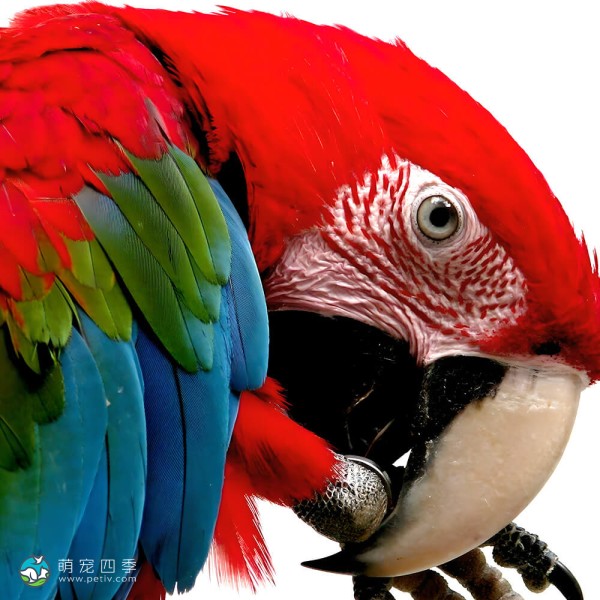 红绿金刚鹦鹉-12