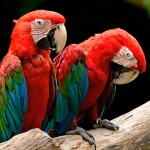 红绿金刚鹦鹉-缩略图-13