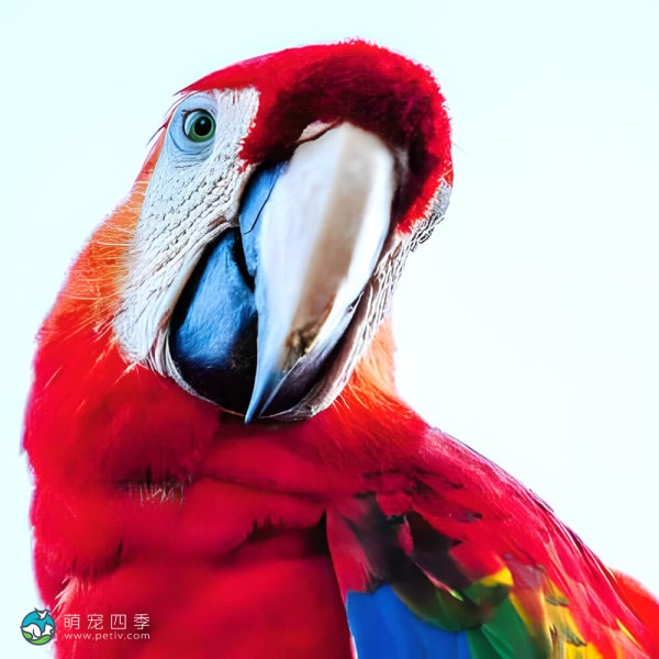 红绿金刚鹦鹉-14