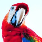 红绿金刚鹦鹉-缩略图-14