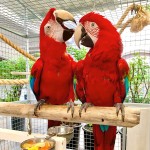 红绿金刚鹦鹉-缩略图-15