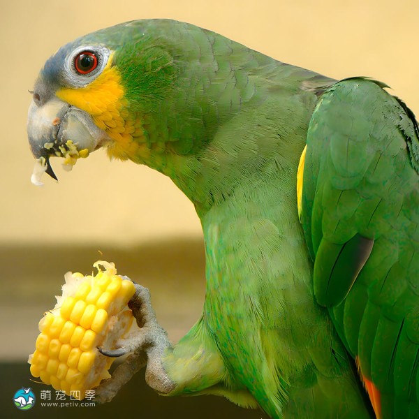 绿颊亚马逊鹦鹉-1