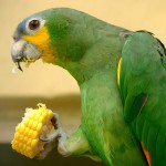 绿颊亚马逊鹦鹉-缩略图-1