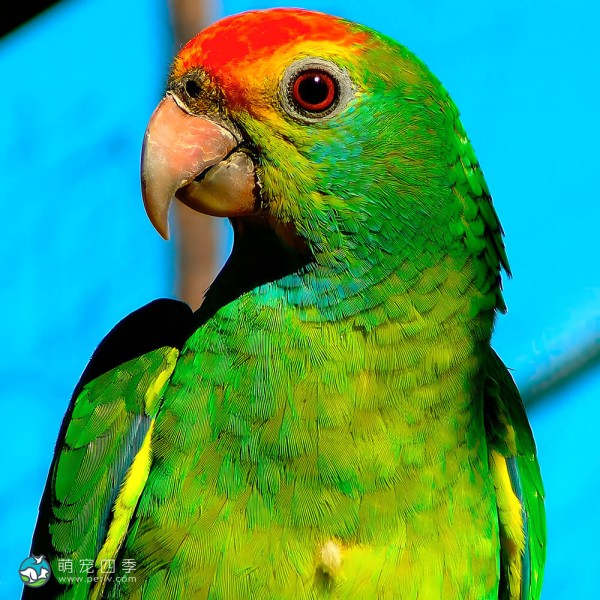 绿颊亚马逊鹦鹉-2