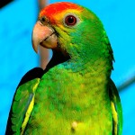 绿颊亚马逊鹦鹉-缩略图-2