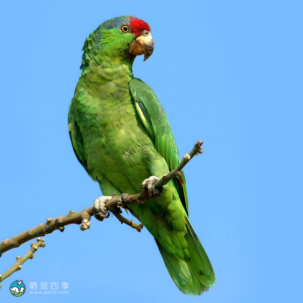 绿颊亚马逊鹦鹉-3