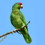 绿颊亚马逊鹦鹉-缩略图-3