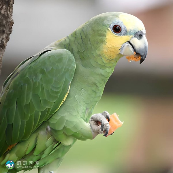 绿颊亚马逊鹦鹉-4