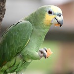 绿颊亚马逊鹦鹉-缩略图-4