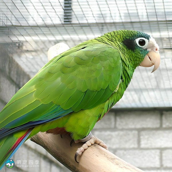 绿颊亚马逊鹦鹉-5
