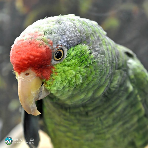 绿颊亚马逊鹦鹉-6