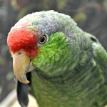 绿颊亚马逊鹦鹉-缩略图-6