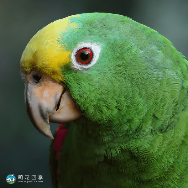 绿颊亚马逊鹦鹉-7