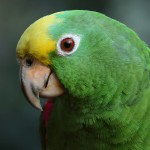 绿颊亚马逊鹦鹉-缩略图-7