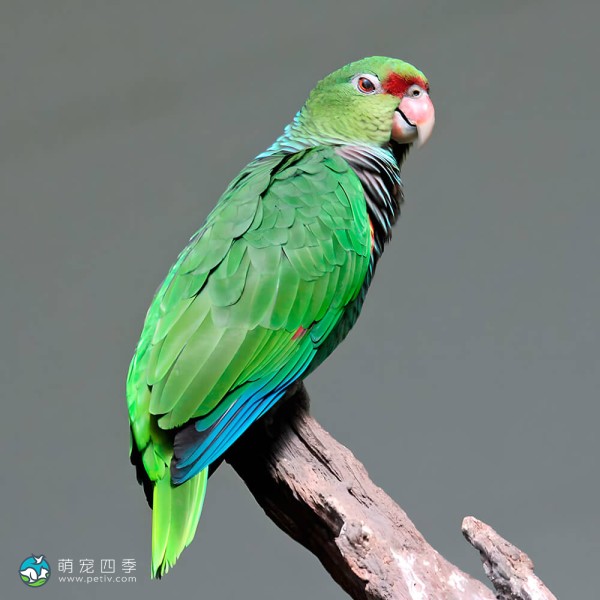 绿颊亚马逊鹦鹉-8