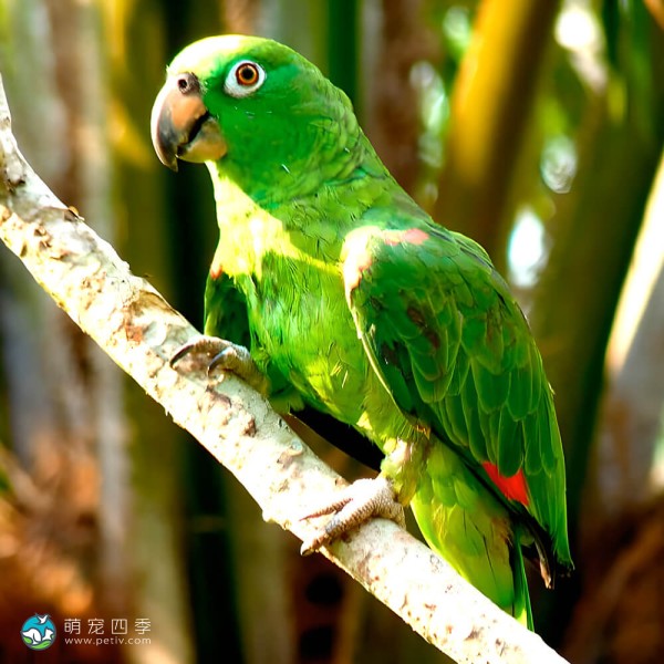 绿颊亚马逊鹦鹉-9