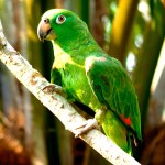 绿颊亚马逊鹦鹉-缩略图-9