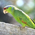 绿颊亚马逊鹦鹉-缩略图-10