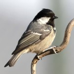 煤山雀-缩略图-1