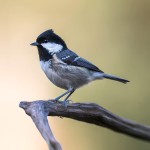 煤山雀-缩略图-2