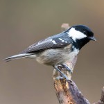 煤山雀-缩略图-3