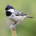 煤山雀-缩略图-4