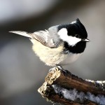 煤山雀-缩略图-6