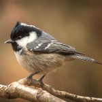 煤山雀-缩略图-7