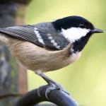 煤山雀-缩略图-8