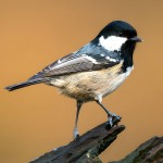 煤山雀-缩略图-9