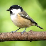 煤山雀-缩略图-10