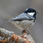 煤山雀-缩略图-11