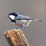 煤山雀-缩略图-12