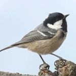 煤山雀-缩略图-13