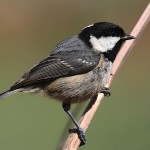 煤山雀-缩略图-14