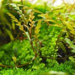 羽裂水蓑衣-缩略图-1