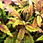 羽裂水蓑衣-缩略图-2