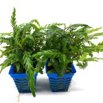 羽裂水蓑衣-缩略图-3