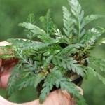 羽裂水蓑衣-缩略图-4