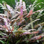 羽裂水蓑衣-缩略图-5