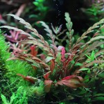 羽裂水蓑衣-缩略图-6