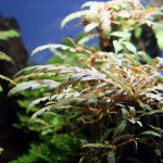 羽裂水蓑衣-缩略图-7