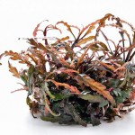 羽裂水蓑衣-缩略图-8