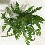 羽裂水蓑衣-缩略图-9