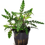 羽裂水蓑衣-缩略图-11