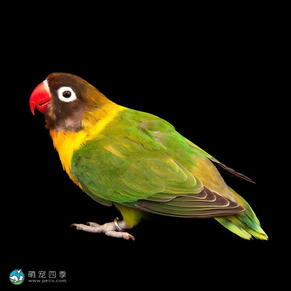 黄领牡丹鹦鹉-1