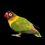 黄领牡丹鹦鹉-缩略图-1
