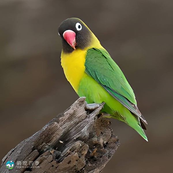 黄领牡丹鹦鹉-2