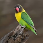 黄领牡丹鹦鹉-缩略图-2