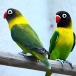 黄领牡丹鹦鹉-缩略图-3